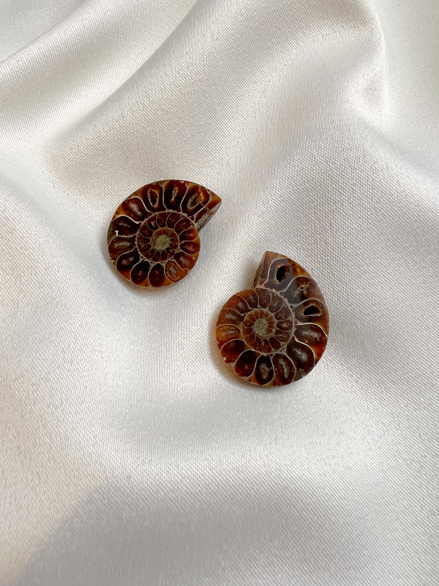 Close up photo of Ammonite Fossil Pair 